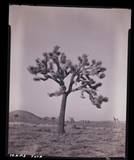 Joshua Tree-National Parks