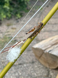 Guided Fishing NE Iowa