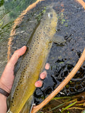 Guided Fishing NE Iowa