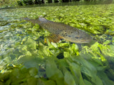 Guided Fishing NE Iowa