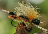 Umpqua XT050 BN5X Stubby Dry Fly Hook